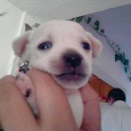 Chanito